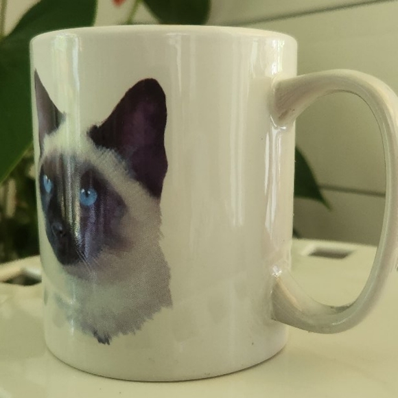 Siamese Cat - Picture 4 of 6